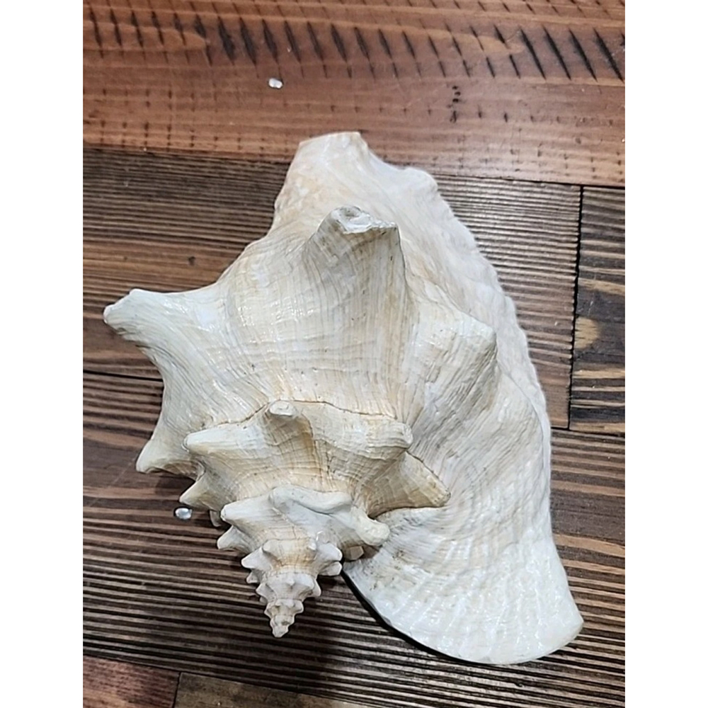 Vintage Queen Stromb Conch Shell Nautical Art Pink Natural - Picture 11 of 12